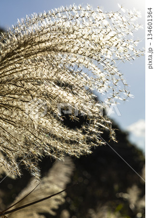 すすき 薄 すすきの 134601364