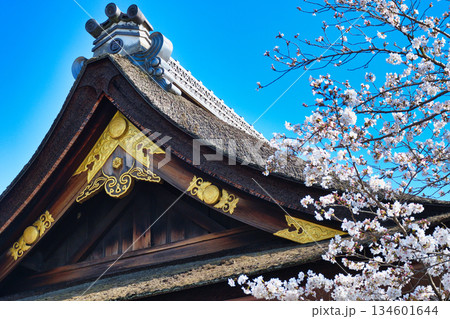 京都 伏見稲荷大社　美しい桜（京都府京都市伏見区） 134601644