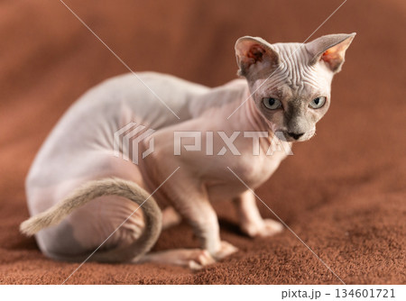 Portrait of sphinx cat on brown background 134601721