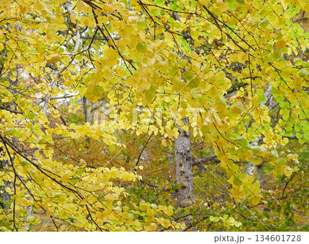 秋の観光名所上高地の森の黄葉の風景 134601728
