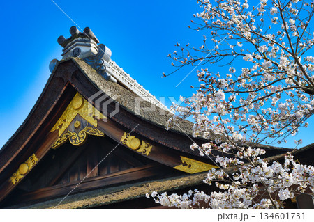 京都 伏見稲荷大社 美しい桜(京都府京都市伏見区) 京都 伏見稲荷大社 美しい桜(京都府京都市伏見区) 134601731