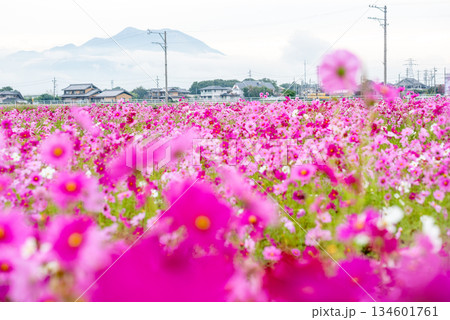 三重県　東員町　満開のコスモス畑の風景 134601761