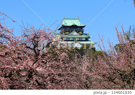 梅の花の向こうに見える天守閣 134601830