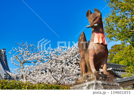 京都 伏見稲荷大社 美しい桜と狛きつね(京都府京都市伏見区) 京都 伏見稲荷大社 美しい桜と狛きつね(京都府京都市伏見区) 134601855