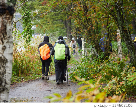 雨の日の観光名所上高地の森の散策道で散歩する観光客の姿 134602106