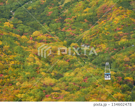 秋の観光名所立山黒部アルペンルートの大観峰ロープウェイと鮮やかな紅葉の風景 秋の観光名所立山黒部アルペンルートの大観峰ロープウェイと鮮やかな紅葉の風景 134602478