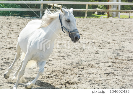 馬場を気持ち良さそうに走る白馬 馬場を気持ち良さそうに走る白馬 134602483