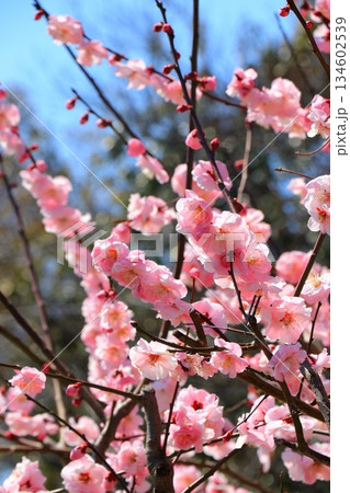 青空に映える梅の花 青空に映える梅の花 134602539