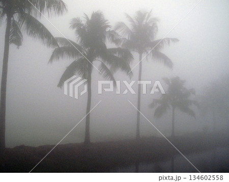 Misty morning in the Bengal countryside in Sundarbans jungle area, West Bengal, India Misty morning in the Bengal countryside in Sundarbans jungle area, West Bengal, India 134602558