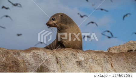 An Australian Fur Seal resting on a rocky coastline surrounded by seabirds flying above it in Tasmania, Australia 134602585