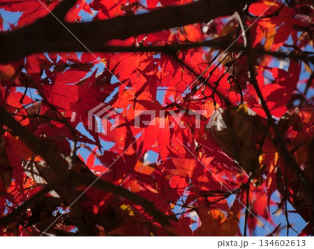 真っ赤な紅葉 真っ赤な紅葉 134602613