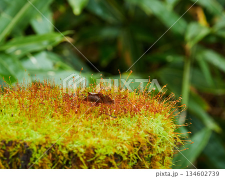 秋の観光名所上高地の森のコケの風景 134602739