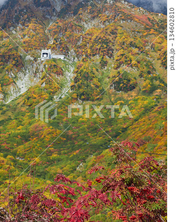 秋の観光名所立山黒部アルペンルートの山脈の紅葉の風景 秋の観光名所立山黒部アルペンルートの山脈の紅葉の風景 134602810