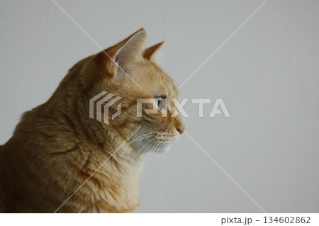 猫ちゃん親子の日常風景 猫ちゃん親子の日常風景 134602862