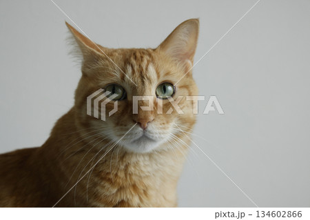 猫ちゃん親子の日常風景 猫ちゃん親子の日常風景 134602866
