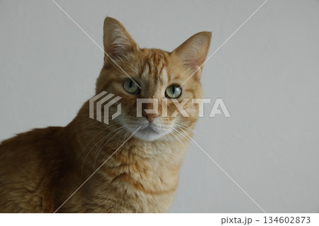 猫ちゃん親子の日常風景 猫ちゃん親子の日常風景 134602873