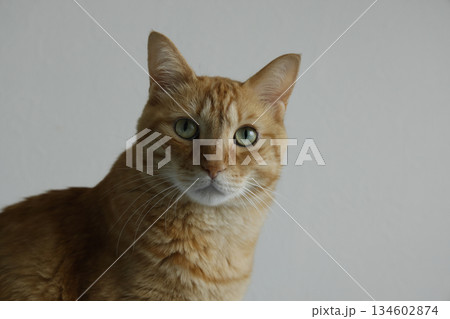 猫ちゃん親子の日常風景 134602874