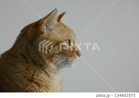 猫ちゃん親子の日常風景 猫ちゃん親子の日常風景 134602875