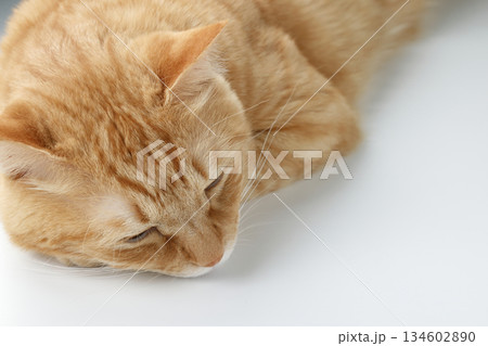 猫ちゃん親子の日常風景 猫ちゃん親子の日常風景 134602890