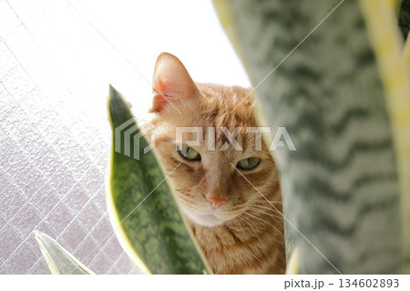 猫ちゃん親子の日常風景 134602893