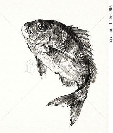 鯛の墨絵 鯛の墨絵 134602969