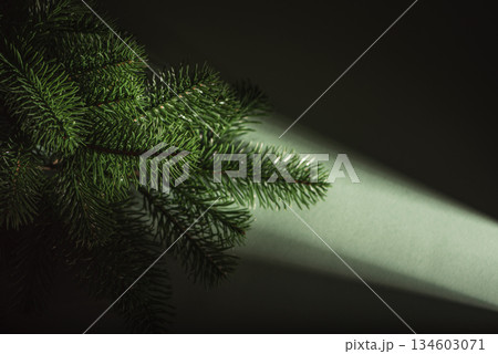 Waiting for Christmas. Pine Branches in Dramatic Light on Dark Green Background 134603071