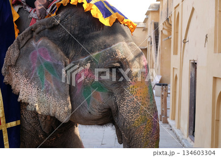 Decorated elephants carrying tourists at Amber Fort in Jaipur, Rajasthan, India Decorated elephants carrying tourists at Amber Fort in Jaipur, Rajasthan, India 134603304