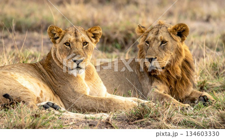 lion mating couple laying in the grass lion mating couple laying in the grass 134603330