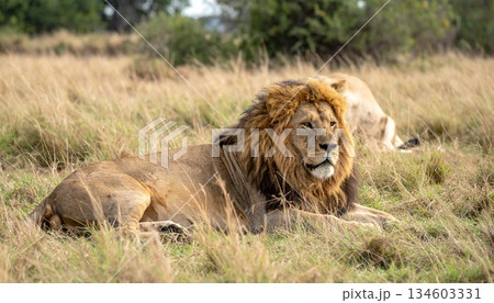 lion mating couple in the high grass lion mating couple in the high grass 134603331