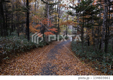 紅葉の林道を行く 134603661