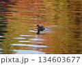 紅葉の池を泳ぐカイツブリ 134603677