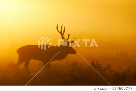 Silhouette of Red deer stag walking in a meadow against dramatic, golden, misty sunrise in autumn Silhouette of Red deer stag walking in a meadow against dramatic, golden, misty sunrise in autumn 134603777