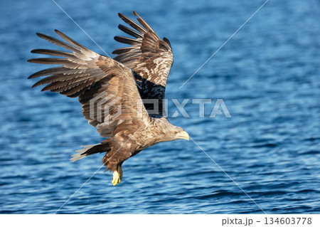 White-tailed sea eagle in flight over blue water with wings spread wide while hunting for fish 134603778
