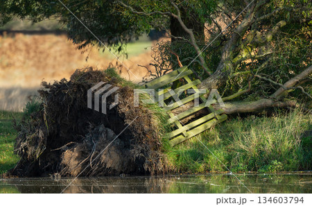 Uprooted tree after storm with exposed roots Uprooted tree after storm with exposed roots 134603794