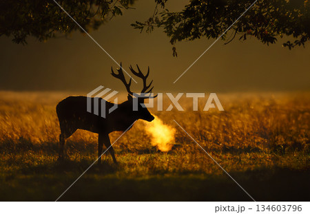 Silhouette of Red deer stag standing in a meadow at golden misty sunrise in autumn Silhouette of Red deer stag standing in a meadow at golden misty sunrise in autumn 134603796