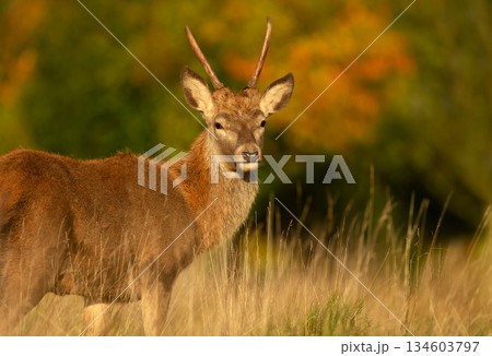 Portrait of young red deer stag standing in tall grass in meadow Portrait of young red deer stag standing in tall grass in meadow 134603797