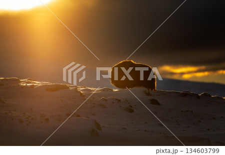 Musk ox silhouetted against the warm glow of sunrise in a dramatic, snowy Arctic landscape 134603799