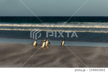 Gentoo penguins walking across sandy beach in Falkland Islands 134603801