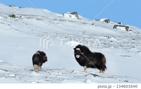 Adult and calf Musk oxen in sunny winter landscape, Dovrefjell National Park, Norway 134603840