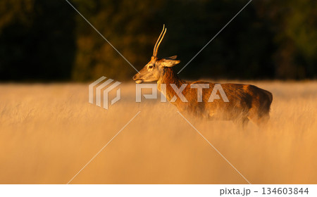 Young red deer stag standing in tall grass in meadow at sunrise Young red deer stag standing in tall grass in meadow at sunrise 134603844