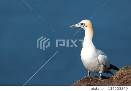 Portrait of Northern Gannet perched on grassy cliff edge in its natural habitat 134603849