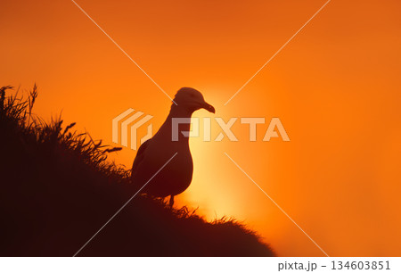 Herring Gull silhouette against dramatic orange sunset sky Herring Gull silhouette against dramatic orange sunset sky 134603851