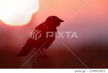 Silhouette of Western Jackdaw perched on fence post at sunrise Silhouette of Western Jackdaw perched on fence post at sunrise 134603852