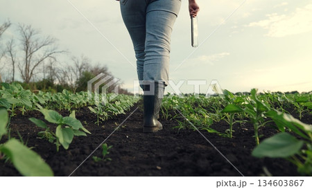 Agriculture, Innovative farming scene, Study of plant growth, Early season seedlings, Woman walking outdoors, Agricultural engineering, Crop technology integration, Assessing plant progress, Digital 134603867