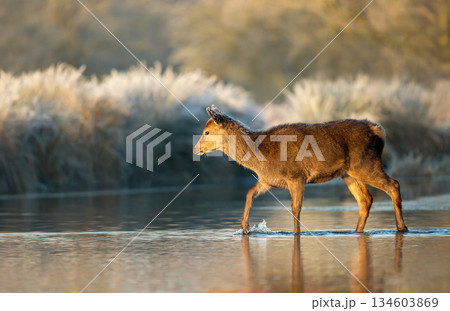 Young red deer calf wading through shallow pond water at sunrise 134603869