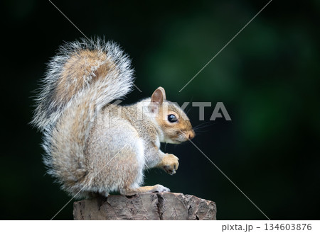 Eastern gray squirrel holds and eats a nut while perched on a tree stump Eastern gray squirrel holds and eats a nut while perched on a tree stump 134603876