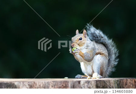 Grey Squirrel holding and eating green acorn on a tree stump 134603880