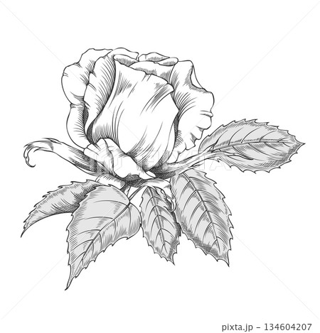 Sketch of a blooming rose, vintage rose flower bud ink style, vector engraved hand drawn blossom nature design element Sketch of a blooming rose, vintage rose flower bud ink style, vector engraved hand drawn blossom nature design element 134604207