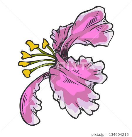 Acerola berry pink flower sketch, Barbados cherry tree blossom plant, vector hand drawn exotic fruit blooming nature Acerola berry pink flower sketch, Barbados cherry tree blossom plant, vector hand drawn exotic fruit blooming nature 134604216