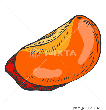 Acerola berry slice sketch, Barbados red cherry piece, hand drawn fresh ripe exotic fruit superfood vector illustration 134604217